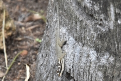 Lygodactylus mombasicus