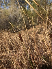 Typha laxmannii
