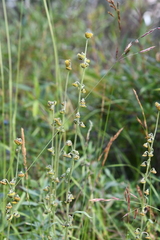 Artemisia laciniata