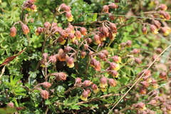 Hermannia multiflora