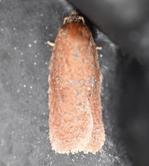 Acleris braunana