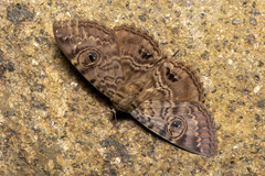 Speiredonia spectans