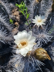 Trichocereus deserticola