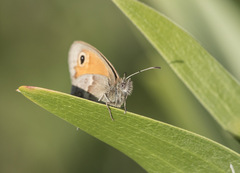 Coenonympha pamphilus