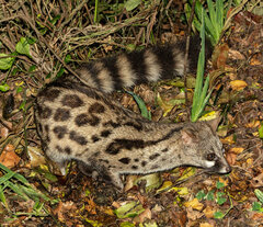 Genetta tigrina