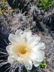 Trichocereus deserticola