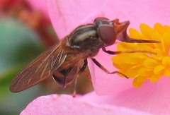 Rhingia nasica