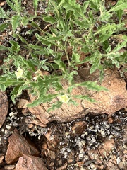 Chamaesaracha sordida