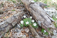 Anemonoides nemorosa