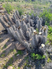 Trichocereus deserticola
