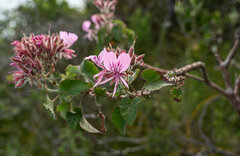 Pelargonium cordifolium