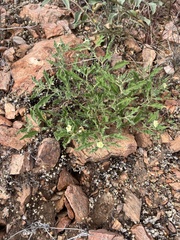 Chamaesaracha sordida