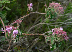 Pelargonium cordifolium