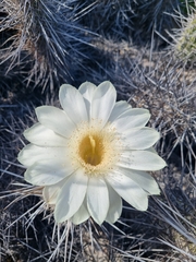 Trichocereus deserticola