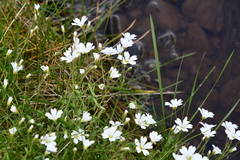 Cerastium arvense