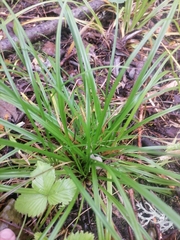 Carex digitata