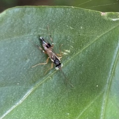 Ichneumonoidea