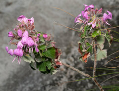 Pelargonium cordifolium