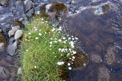Cerastium arvense
