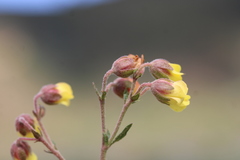 Hermannia multiflora