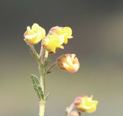 Hermannia multiflora
