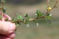 Hermannia multiflora