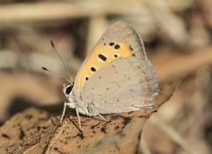 Lycaena phlaeas