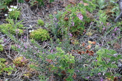 Indigofera filiformis
