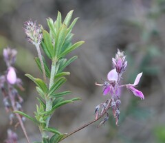Indigofera filiformis