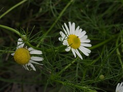 Tripleurospermum inodorum