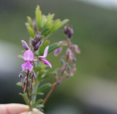 Indigofera filiformis