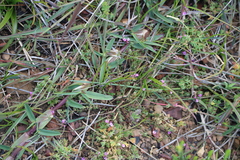 Indigofera dodii