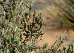 Psammotropha quadrangularis