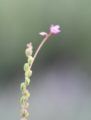 Indigofera dodii