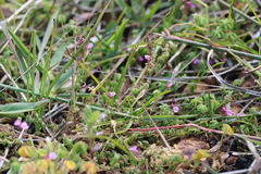 Indigofera dodii