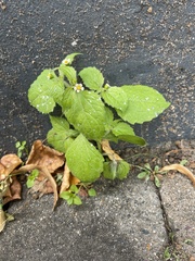 Galinsoga quadriradiata