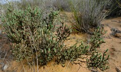 Psammotropha quadrangularis