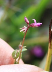 Indigofera dodii