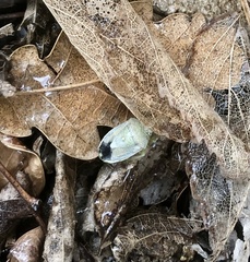 Piezodorus lituratus