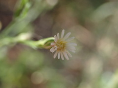 Symphyotrichum subulatum squamatum