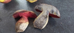 Neoboletus erythropus