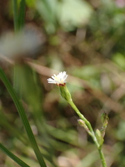 Symphyotrichum subulatum squamatum