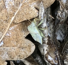 Piezodorus lituratus