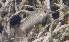 Floridichthys carpio