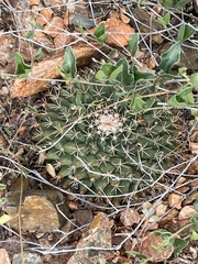 Mammillaria meiacantha