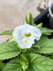 Torenia fournieri