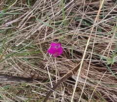 Dianthus deltoides