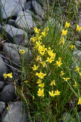 Saxifraga hirculus