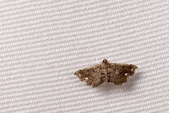 Neomusotima fuscolinealis