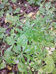 Galium intermedium